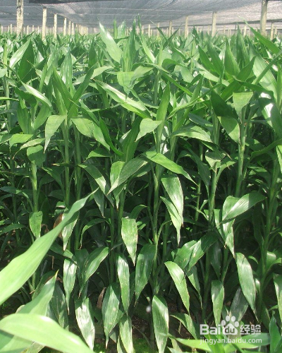 室内的绿化莲花竹怎么养护？