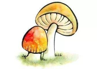 蘑菇中毒在家怎么处理