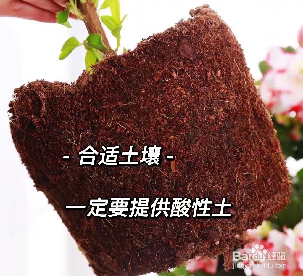 夏天杜鹃花怎么养家庭养法