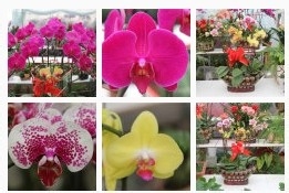 自制杀虫剂 夏庄田园网