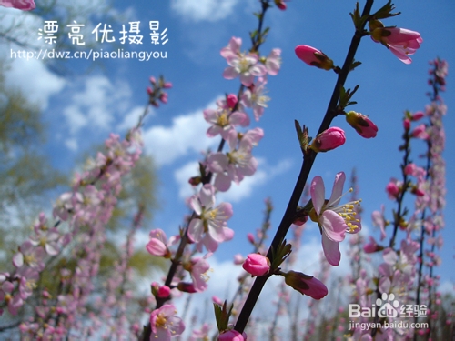 赏樱花——北京旅游攻略