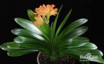 家中如何养好君子兰