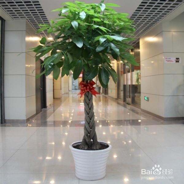18种常见室内植物的功效