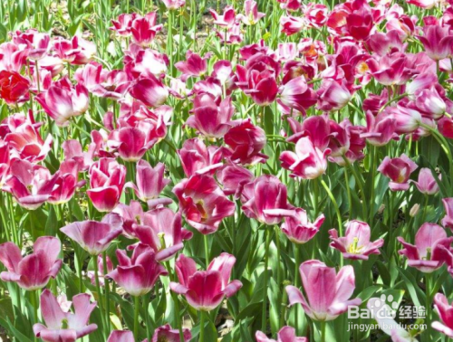春节开花的花卉有哪些？