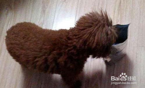 怎样科学喂养贵宾犬