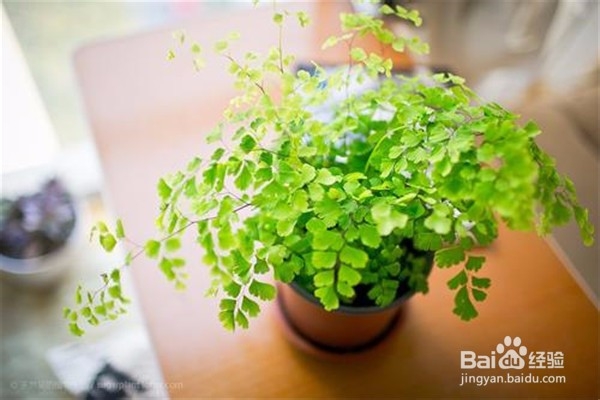 铁线蕨的养殖方法和注意事项有哪些?
