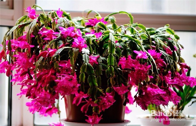 冬天能中午浇水的花有哪些？