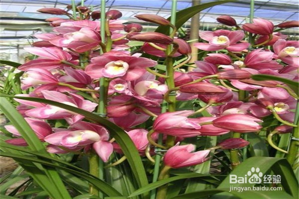 大花蕙兰的养殖方法和注意事项有什么?