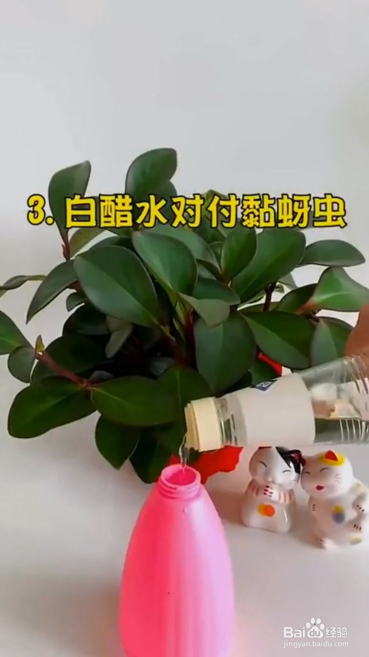 如何去除花盆中的虫子