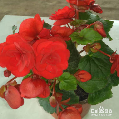 丽格海棠花后如何修剪