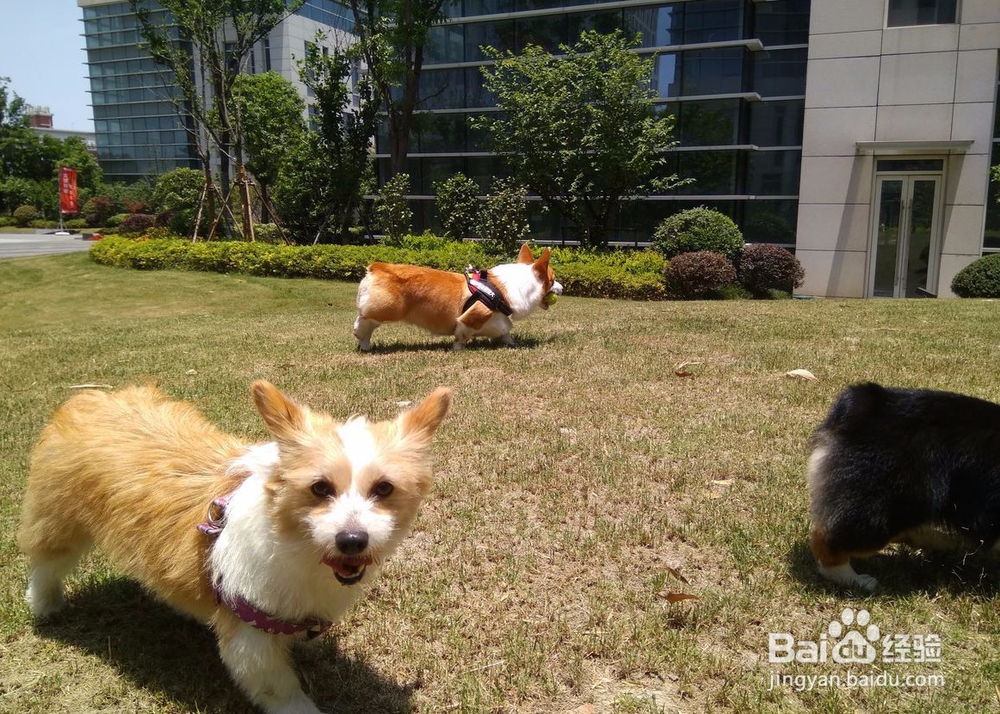 柯基犬太胖怎么办