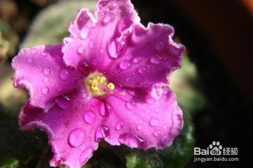 紫罗兰黄叶怎么办？