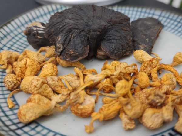 灵芝虫草花鸡汤