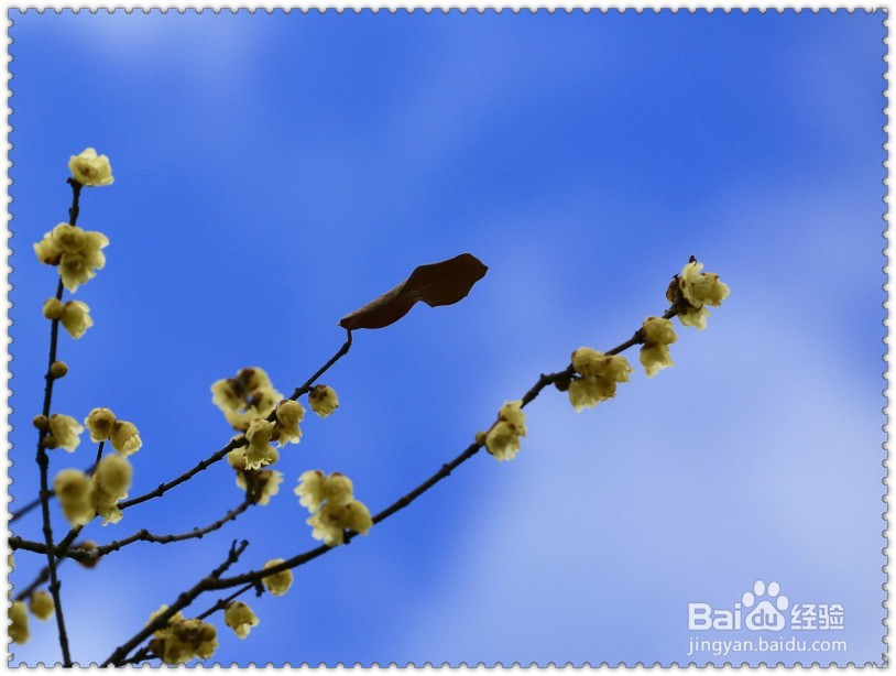 #过年#怎样欣赏拍摄腊梅？