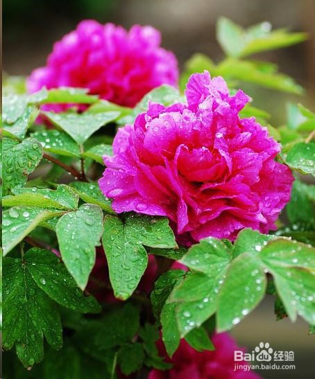 牡丹冬天养殖方法