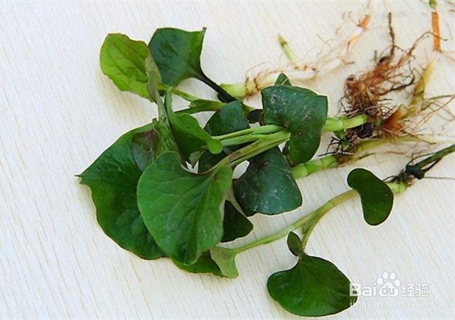 常见的野菜有哪些怎么食用