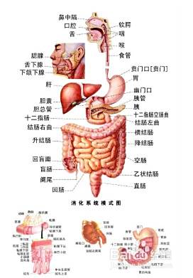胃下垂如何调理 百度经验
