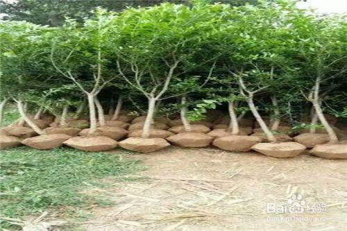 嫁接树苗的方法和技术