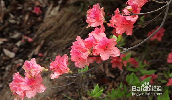 杜鹃花养殖方法