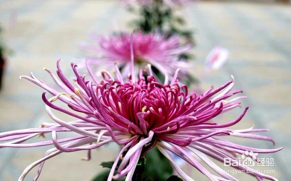 菊花优质品是什么特征?