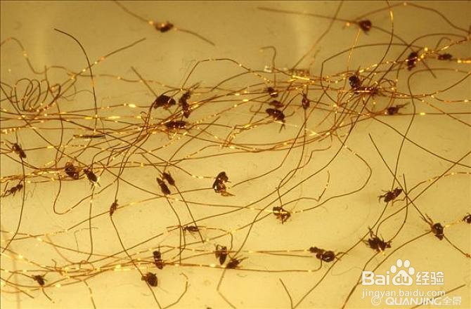 身上有跳蚤怎么彻底清除