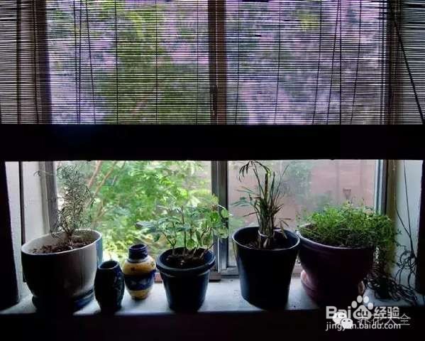 如何养花不招虫