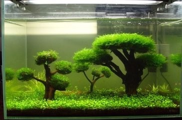 水族箱如何护理?