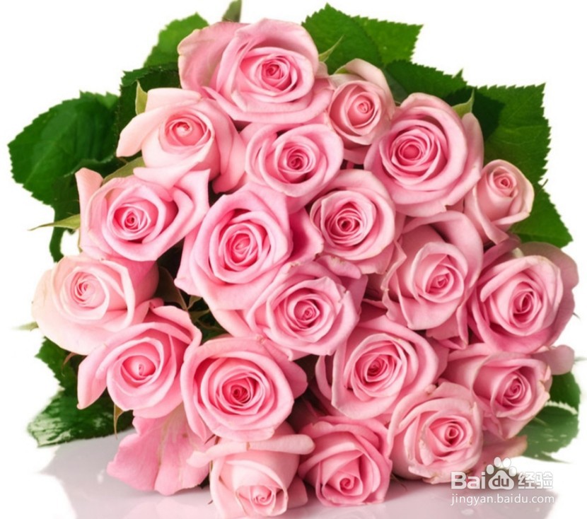 玫瑰花瓣边缘发黑怎么处理