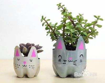 如何照顾蕨类植物