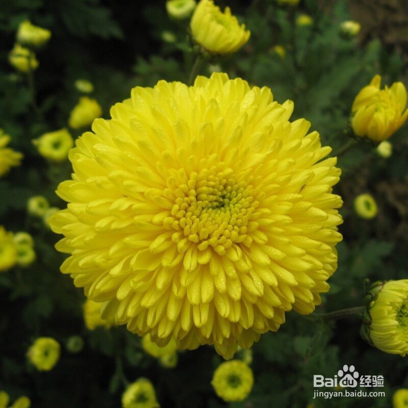 香水喷涂在哪个部位才是正确的?增强女性魅力