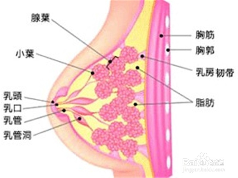 迟迟不生育易导致乳房增生