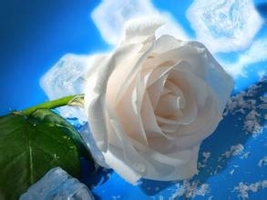 玫瑰花的数量代表的意义