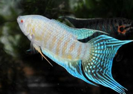 中国斗鱼怎么分辨公母