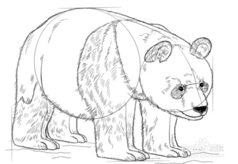 熊猫图案怎么画_熊猫图形创意_