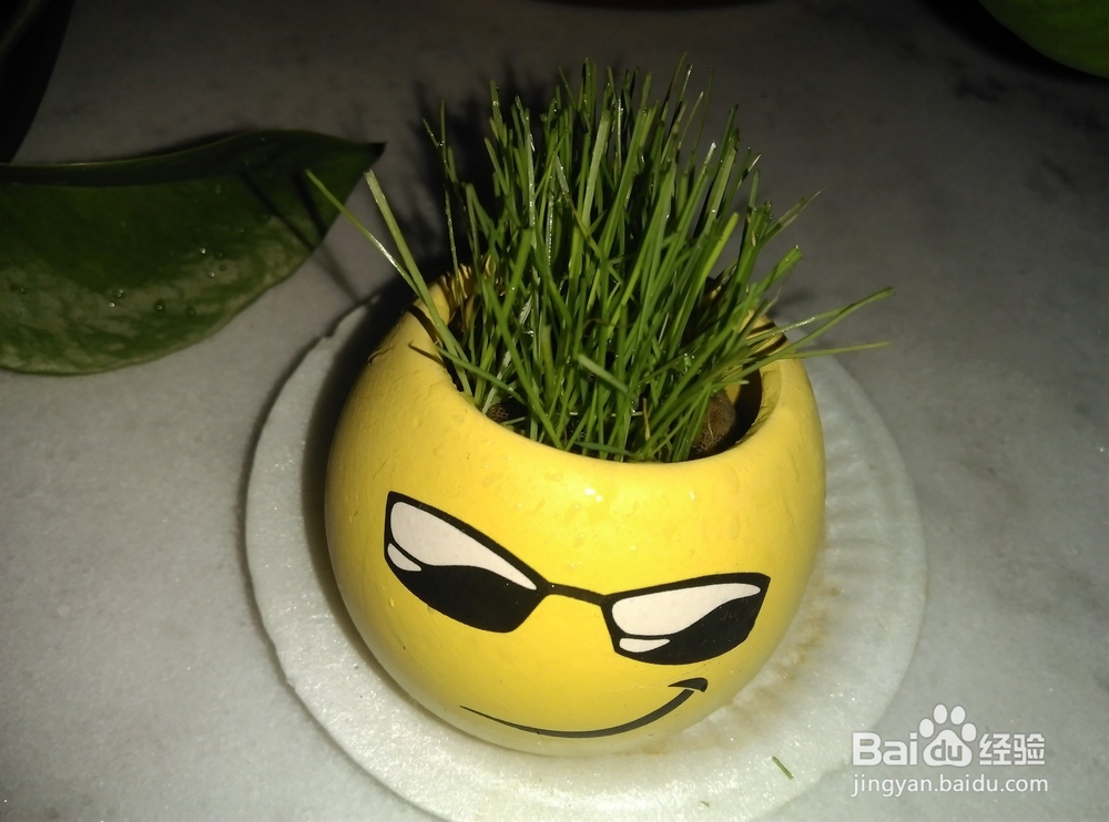 怎样种植小草盆景