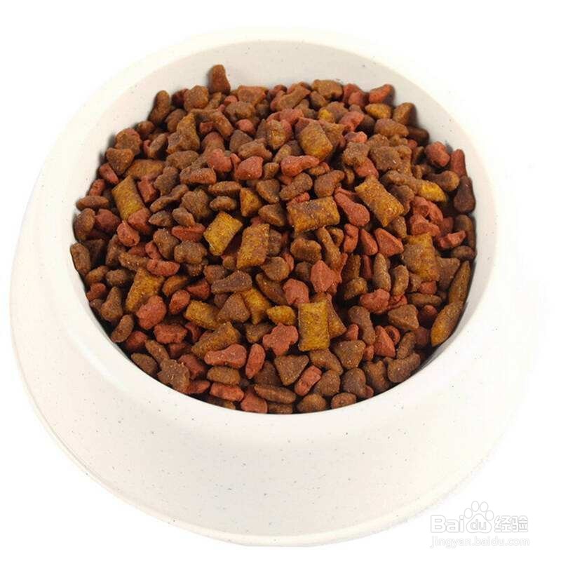 养一只猫需要多少成本