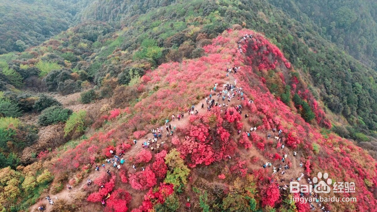 通天蜡烛山看杜鹃花攻略