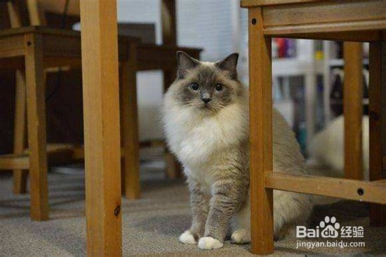 布偶猫怎么能配出双色?