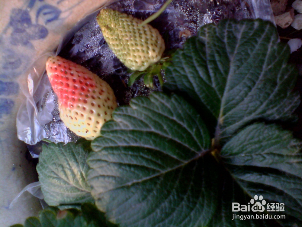 如何简单种植草莓