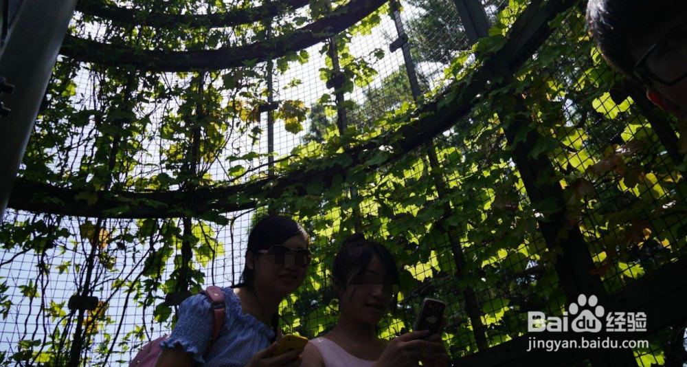 日本三鹰旅游攻略