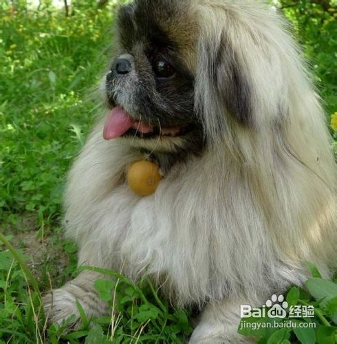 老年期狗狗的美容护理