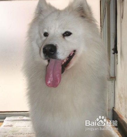 如何判断狗狗是否感冒！