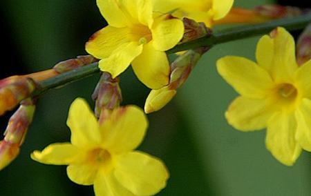 迎春花的扦插方法和注意事项是什么