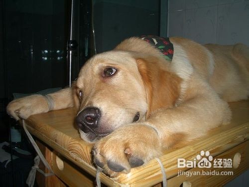 狗狗得了犬瘟怎么办