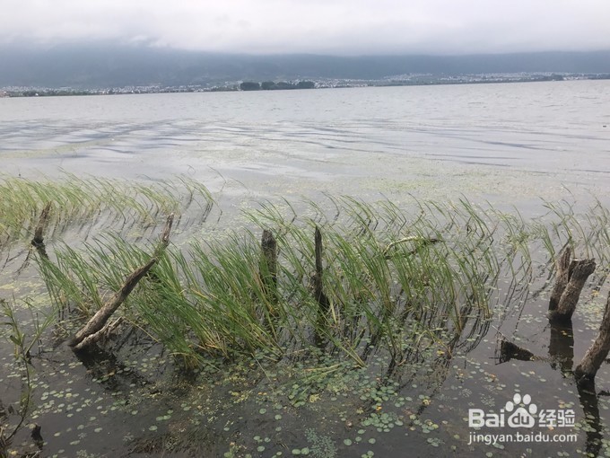 海舌头怎么做好吃