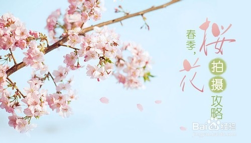 花卉摄影技巧-拍摄樱花的基础技巧