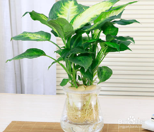 容易存活的水培植物有哪些