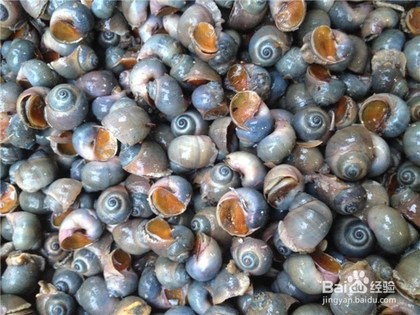 鉴别布氏朱砂螺的具体方法