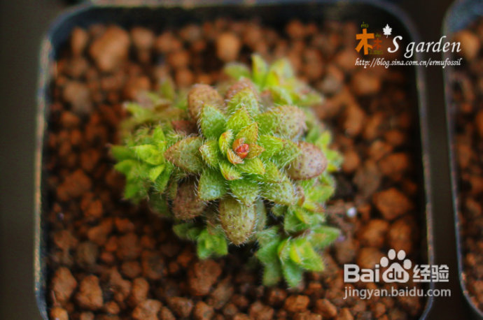 植物摄影小窍门+皮神山大王记