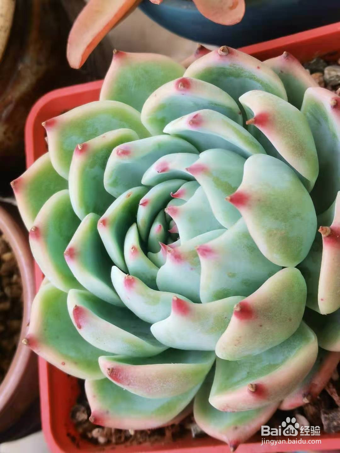 多肉植物怎么施肥才会长得又大又好看？